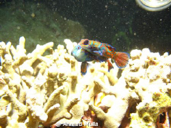 mandarin fish mating.
sunset dive in Lembeh strait, Nort... by Ahmad Mulla 